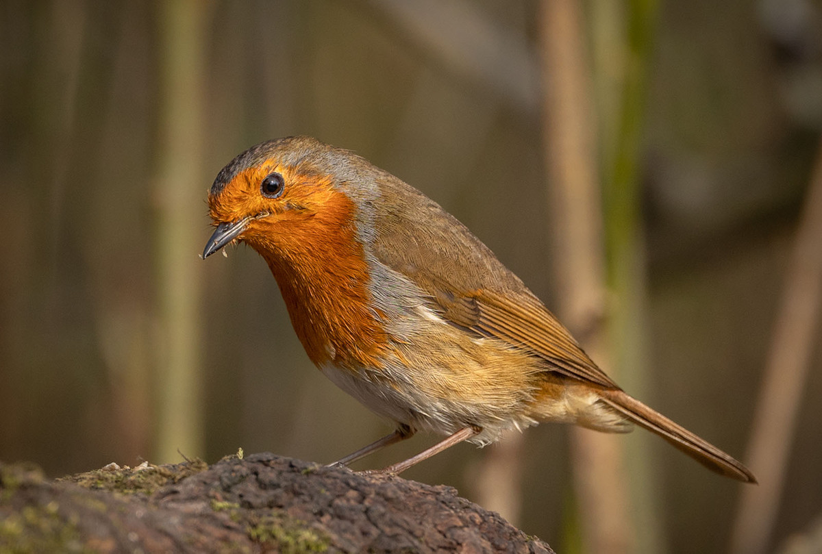 2nd Woodland Robin. by Janet Taylor